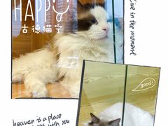 -猫十亿·布偶金渐层·曼基康矮脚猫舍(青年路店)