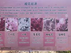 -天适樱花悠乐园