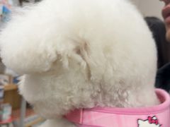 -瑞鹏宠物医院·骨外科·心肾科·肿瘤科(九亭店)