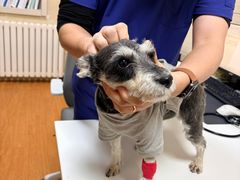 -北京观赏动物医院·24小时大型综合·猫专科·异宠专科