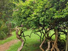-中国科学院西双版纳热带植物园