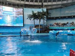 -海合安成都极地海洋公园