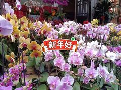 -溪岸路花鸟市场