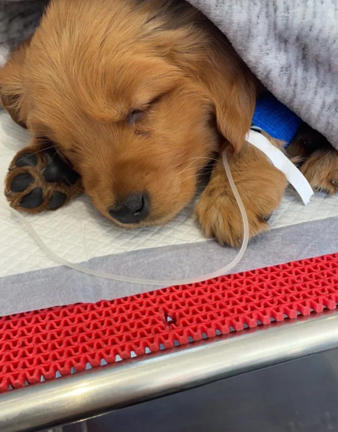 狗狗突然生病了🤒
