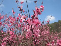 -苏州上方山国家森林公园
