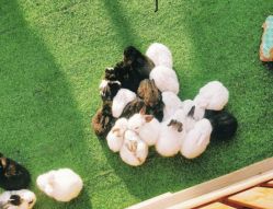 -萌宠亲子动物乐园(槐房万达店)