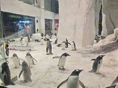 -大连圣亚海洋世界