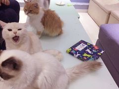 -喵的天空名猫咖啡馆·撸猫·猫舍·用品