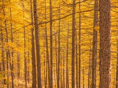-苏木山森林公园