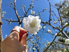 -海棠花溪(元大都城垣遗址公园)
