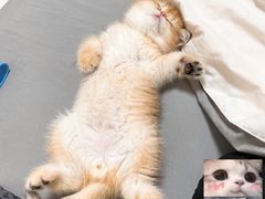 -飞行喵MR PILOT|猫舍·猫咖(静安大融城店)