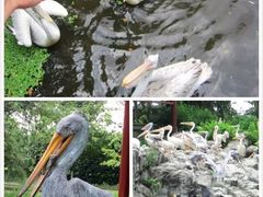 -新加坡飞禽公园