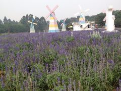 iphone_upload_pic-松山湖梦幻百花洲