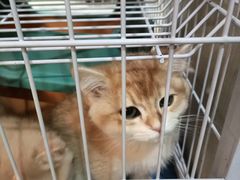 -曲阳花鸟市场(曲阳路店)