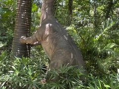 -海南热带野生动植物园