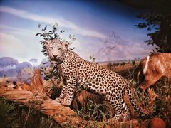 -陕西自然博物馆