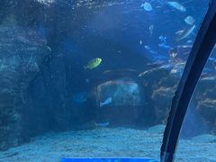 -太平洋海底世界