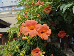 -胡氏古民居建筑