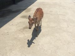 -鹿境梅花鹿生态园区