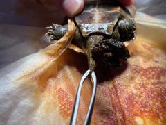 -佳雯宠物医院(四明中路分院)