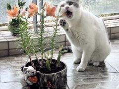-瑞鹏宠物医院·骨科·猫科·内科(第一中心)