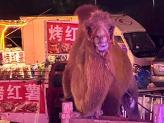 -包头古城文化旅游区