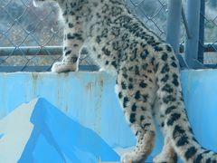 -青藏高原野生动物园
