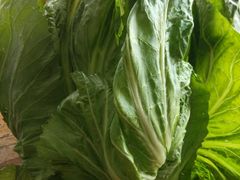 农家大介菜，亲自种植-浪琴湾尾角仔海鲜坊