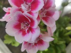 -同庆楼(金宝汇店)