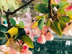 -海棠花溪(元大都城垣遗址公园)