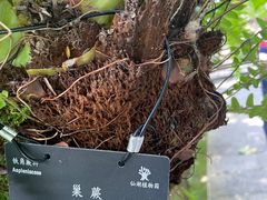 -深圳仙湖植物园