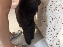 -FAELING PETS美天灵宠物(富力广场店)