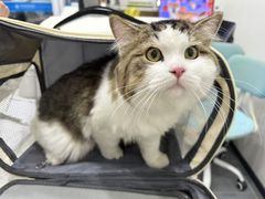 -爱诺耐芙动物医院(万博店)