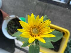 -蘭亭·新都汇