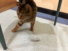 -萌兽医馆·犬猫专科·眼科中心·宠物医院(朝阳门分院)