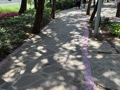 -嘉定紫藤园