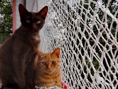 -喵屿·大理花园猫咖