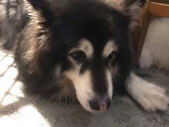 -more than meow吴止猫主题餐厅(承德 中船汇店)