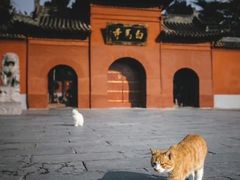 -洛阳白马寺