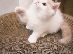 -欣宠猫屋·矮脚拿破仑·蓝金金渐层