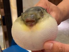 -肆月河豚·新淮扬(金融街店)