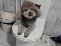 -宠福鑫康馨动物医院·骨科·眼科