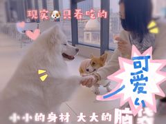 -怪兽屋·羊驼·猫咖·狗咖(俊华广场店)