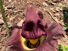 -中国科学院西双版纳热带植物园