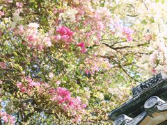 -深圳国际园林花卉博览园