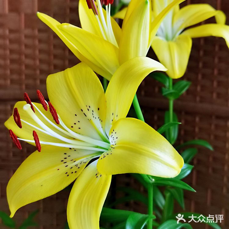 百合花