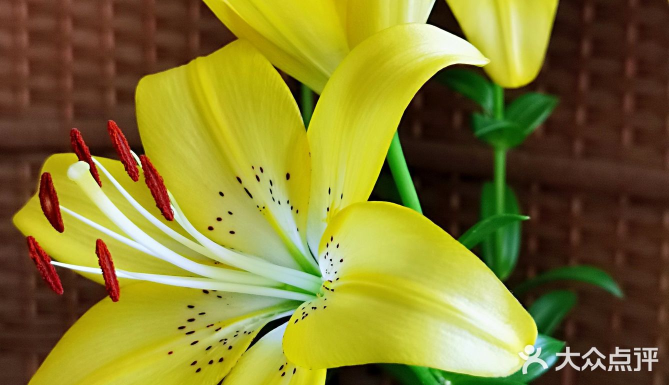 百合花