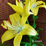 百合花