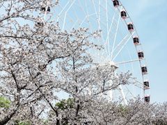 -顾村公园
