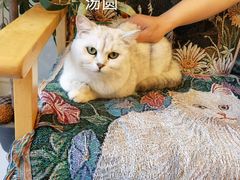 -平行世界·猫咖(首经贸店)